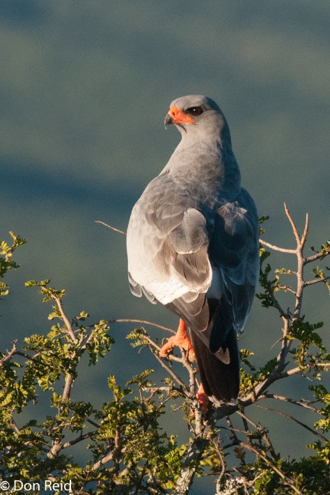 Pale Chanting-Goshawk, Addo NP