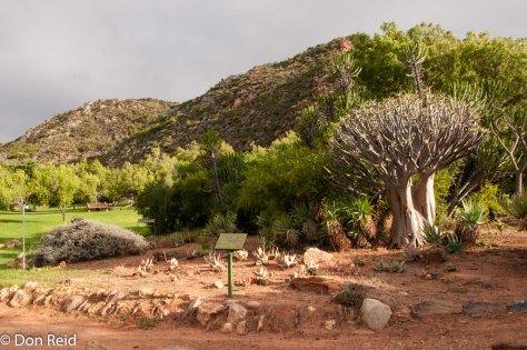 Karoo Desert Botanical Gardens, Worcester