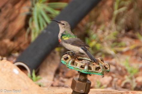 Southern Double-collared Sunbird, Worcester
