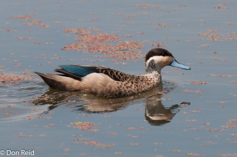 Hottentot Teal, Marievale Bird Sanctuary