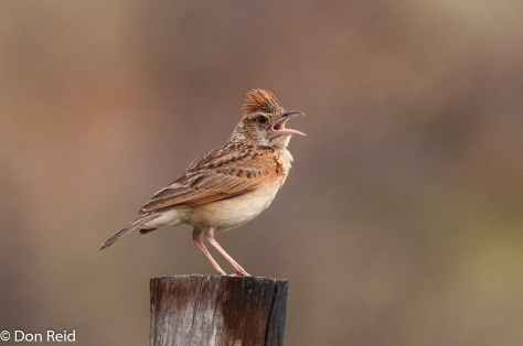 Rufous-naped Lark, Mkhombo area