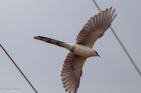Great Spotted Cuckoo, Mkhombo area