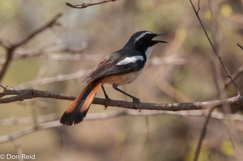 White-throated Robin-Chat, Mkhombo area