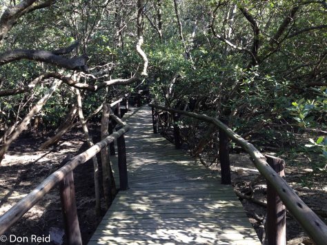 Durban Bayhead - boardwalk into the mangrove swamps