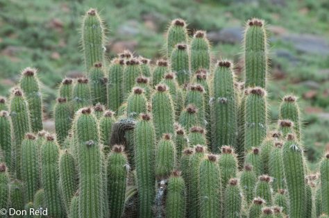 Karoo choir - hey you in the second row please face the front!