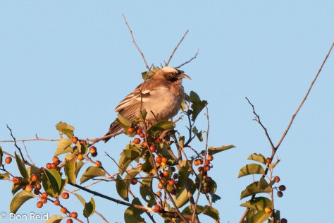 White-browed Sparrow-Weaver (deformed bill), Potchefstroom