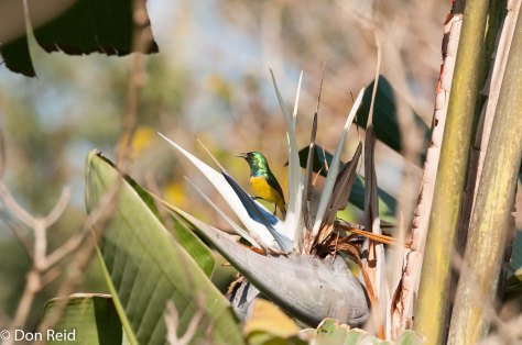 Collared Sunbird (Hedydipna Collaris), Kennethe Stainbank NR