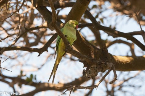 Rose-ringed Parakeet (Psittacula Krameri), La Lucia