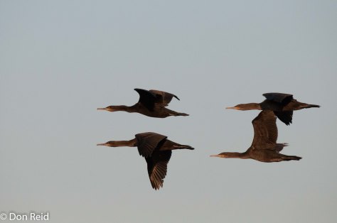 Cape Cormorant (Phalacrocorax Capensis), La Lucia