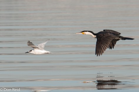 Sandwich Tern and White-breasted Cormorant, Durban Bayhead