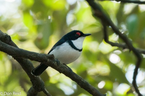Black-throated Wattle-eye, Durban Bayhead mangroves
