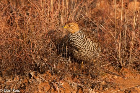 Coqui Francolin, Verena