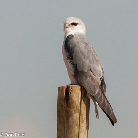 Black-shouldered Kite, Verena