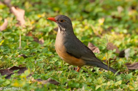 Kurrichane Thrush, Sanbonani