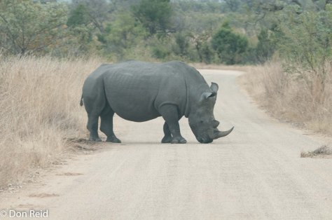 Rhino, Kruger NP