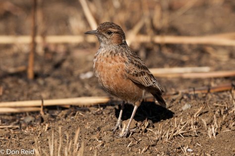 Spike-heeled Lark, Leandra