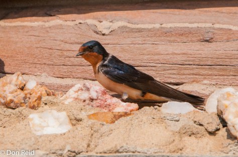 Barn Swallow (American) , Bow Lake Alberta