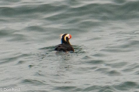 Tufted Puffin, at sea - the year's highlight!