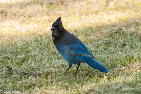 Steller's Jay, Skagway