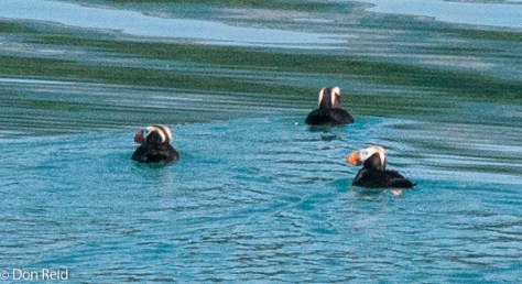 Tufted Puffin, Glacier Bay