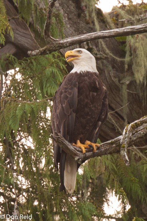 Bald Eagle, Ketchikan