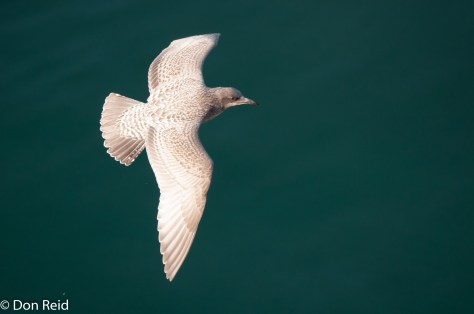 Glaucous-winged Gull (Juvenile), at sea