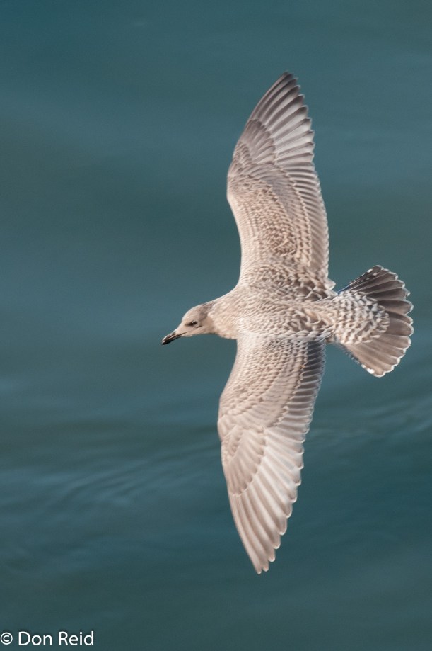 Glaucous-winged Gull (Juvenile), at sea