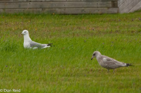 Ring-billed Gull and probable juvenile, Baddeck Nova Scotia