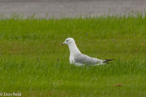 Ring-billed Gull, Baddeck Nova Scotia