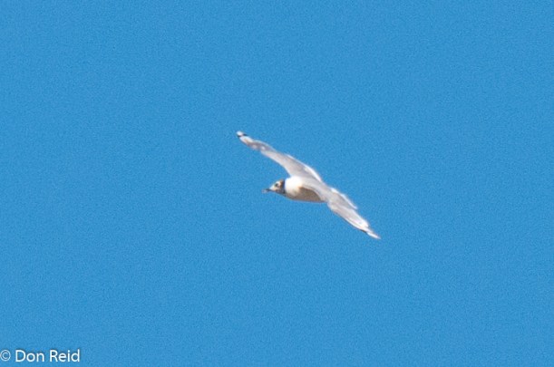 Franklin's Gull, Calgary