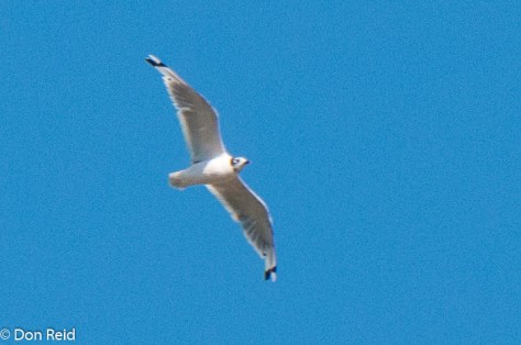 Franklin's Gull, Calgary