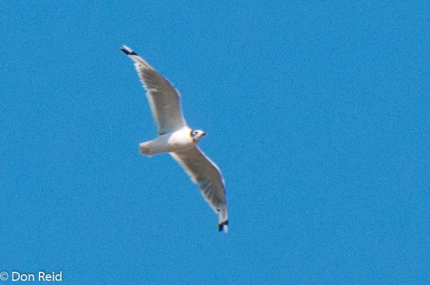 Franklin's Gull, Calgary
