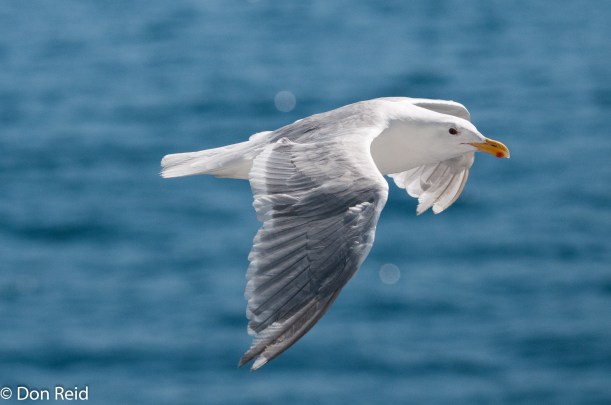 Glaucous-winged Gull, Seattle