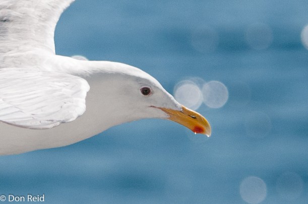Glaucous-winged Gull, Seattle