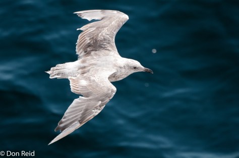 Glaucous-winged Gull (Juvenile), Seattle