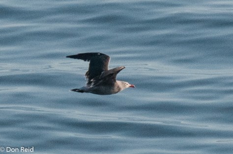 Heermann's Gull, at sea