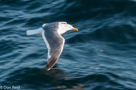 Herring Gull, at sea