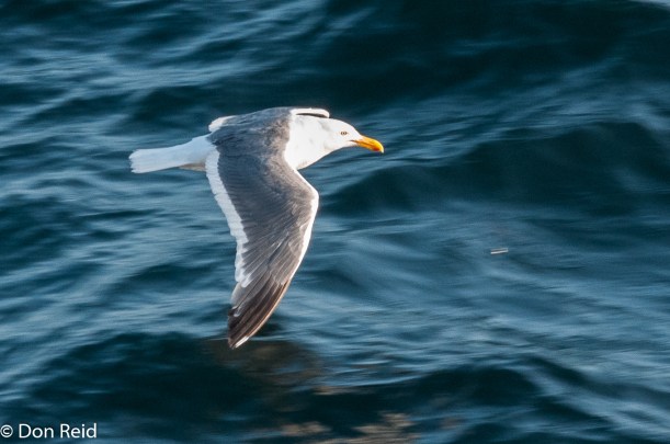 Herring Gull, at sea