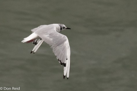 Bonaparte's Gull, Juneau