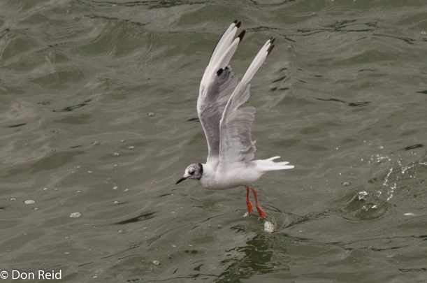 Bonaparte's Gull, Juneau
