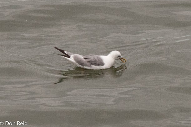 Mew Gull, Juneau