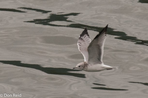 Bonaparte's Gull, Juneau