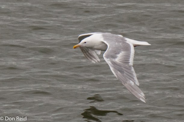 Glaucous-winged Gull, Juneau