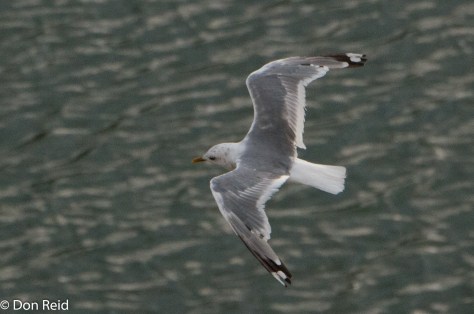 Mew Gull, Juneau