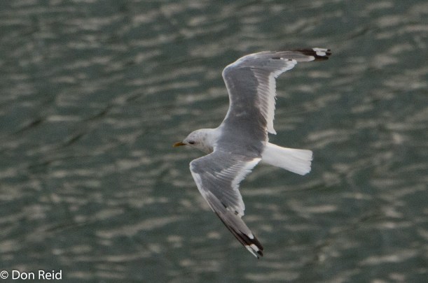 Mew Gull, Juneau