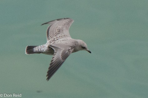 Thayer's Gull (Juvenile), Skagway