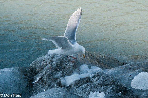 Glaucous-winged Gull, Glacier Bay