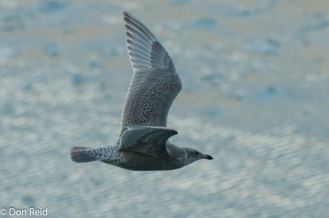Mew Gull (Juvenile), Glacier Bay