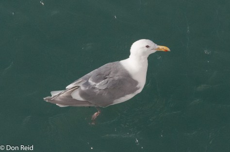 Glaucous-winged Gull, Glacier Bay