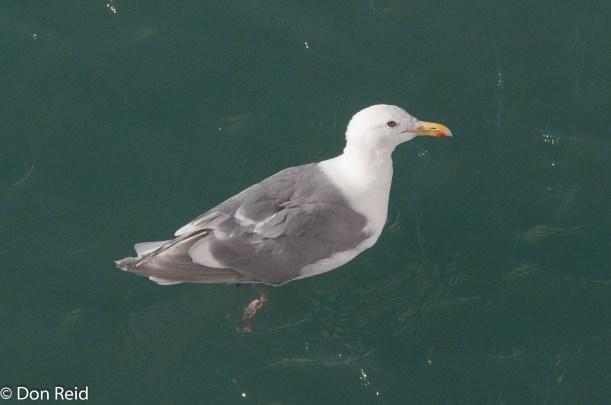 Glaucous-winged Gull, Glacier Bay